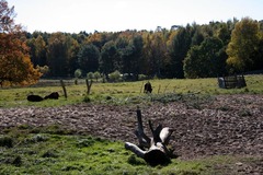 Killikus&reg; Fotographie